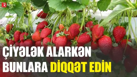 Bu əlaməti görsəniz, çiyələk almayın - RİSKLƏR - RTV